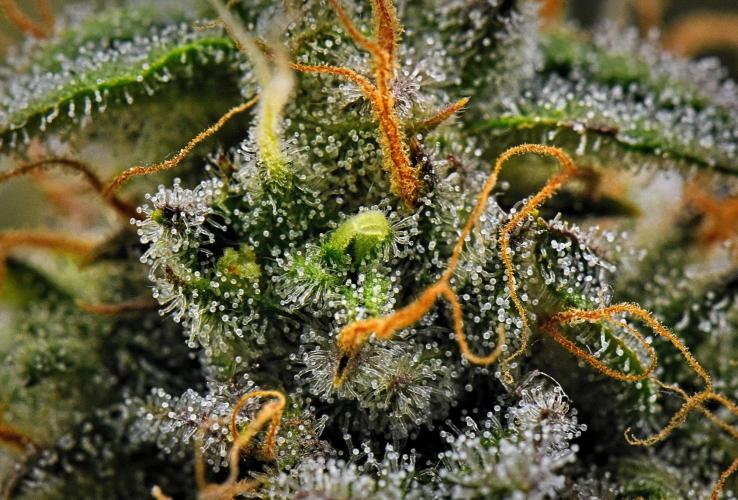 3 Bears OG | Mephisto Genetics. Week 10 - Day 66