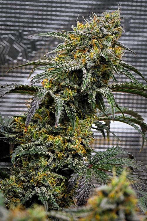 3 Bears OG | Mephisto Genetics. Week 10 - Day 67