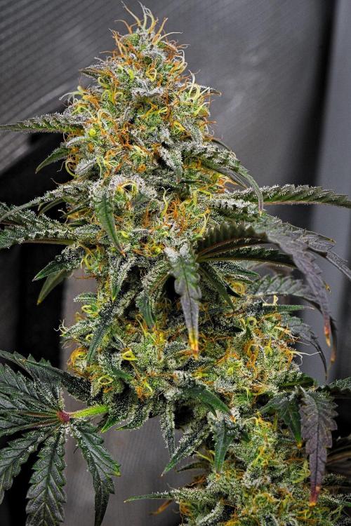 3 Bears OG | Mephisto Genetics. Week 10 - Day 67