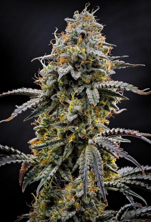 3 Bears OG | Mephisto Genetics. Week 10 - Day 67