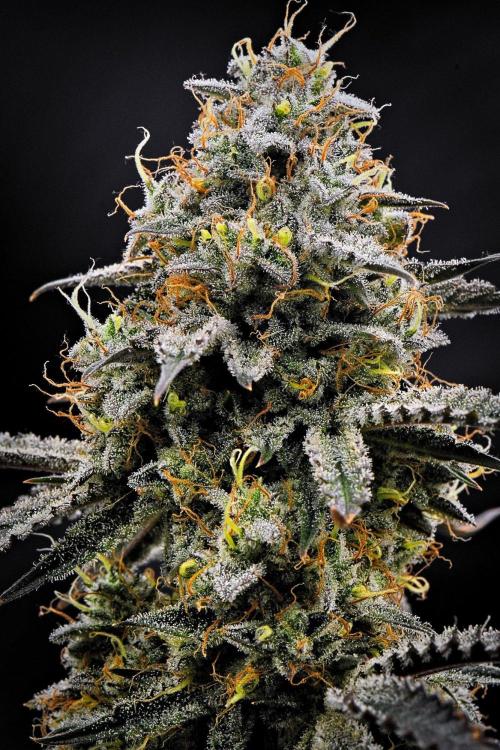 3 Bears OG | Mephisto Genetics. Week 10 - Day 67