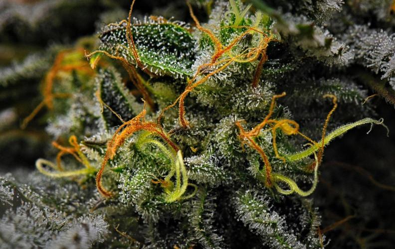 3 Bears OG | Mephisto Genetics. Week 10 - Day 68