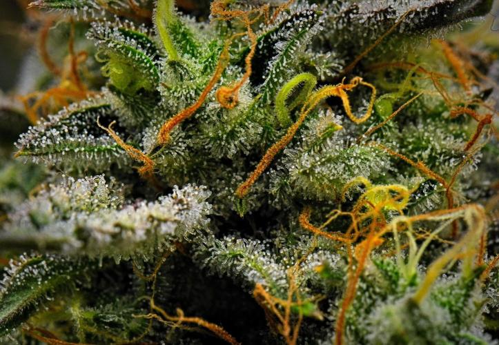 3 Bears OG Auto. Week 10