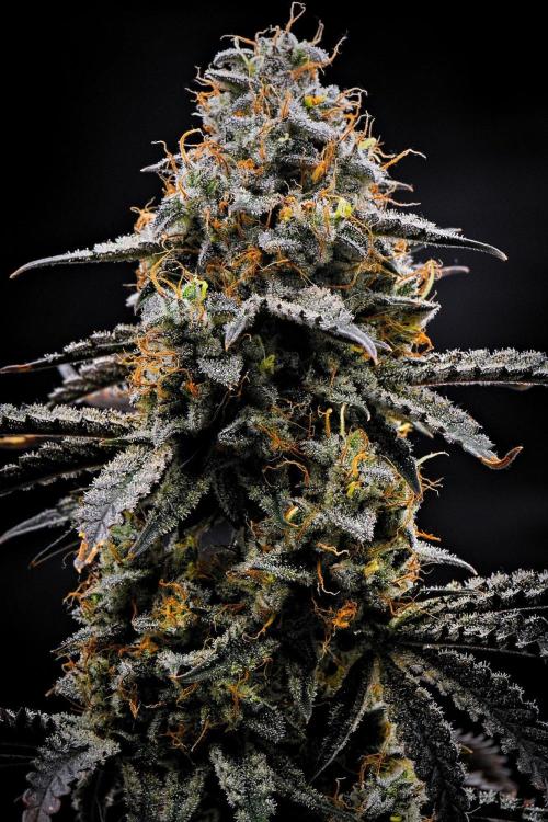 3 Bears OG | Mephisto Genetics. Week 10 - Day 70