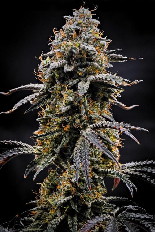 3 Bears OG | Mephisto Genetics. Week 10 - Day 70