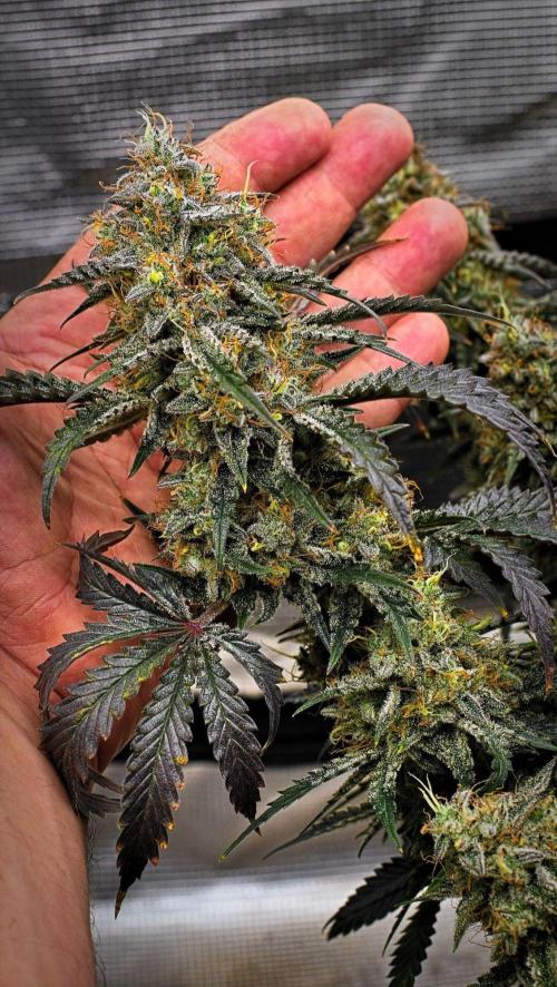 3 Bears OG | Mephisto Genetics. Week 11 - Day 71