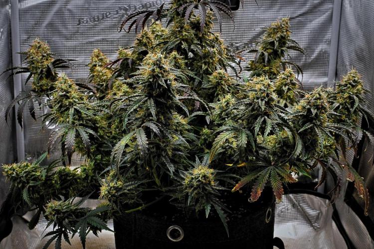3 Bears OG | Mephisto Genetics. Week 11 - Day 71