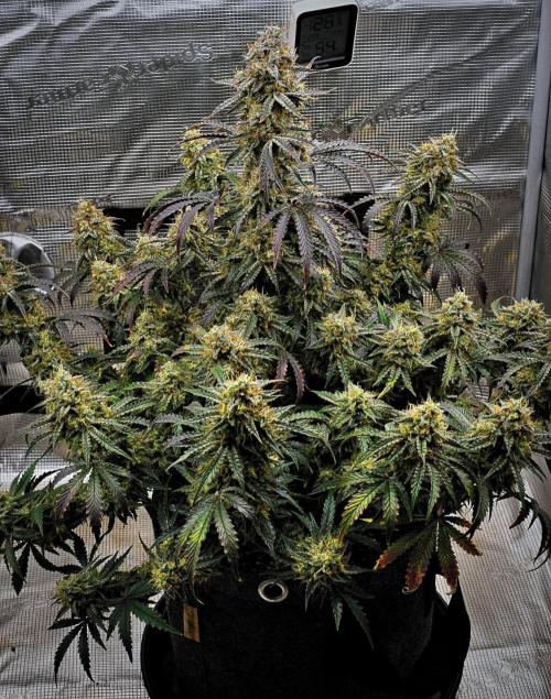 3 Bears OG | Mephisto Genetics. Week 11 - Day 71
