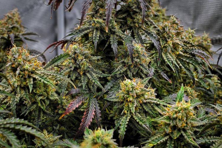 3 Bears OG | Mephisto Genetics. Week 11 - Day 71
