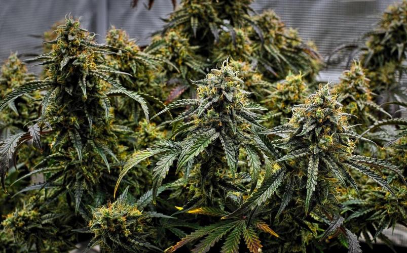 3 Bears OG | Mephisto Genetics. Week 11 - Day 71