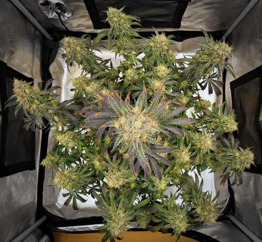 3 Bears OG | Mephisto Genetics. Week 11 - Day 71