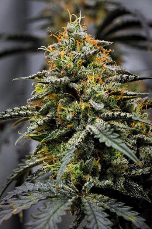 3 Bears OG | Mephisto Genetics. Week 11 - Day 71