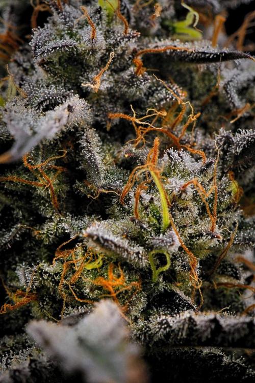3 Bears OG | Mephisto Genetics. Week 11 - Day 71