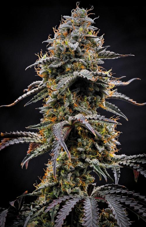 3 Bears OG | Mephisto Genetics. Week 11 - Day 71