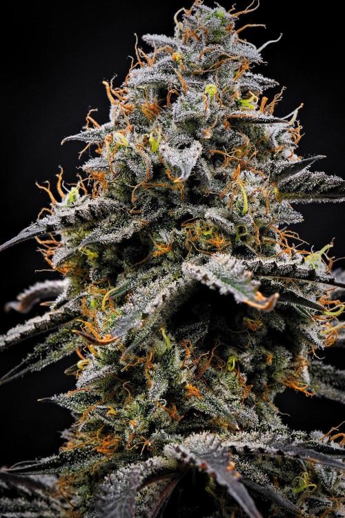 3 Bears OG | Mephisto Genetics. Week 11 - Day 71