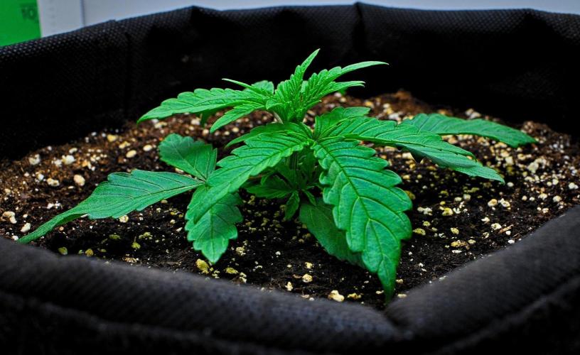 Jelly Donutz Auto. Week 2 - Day 14