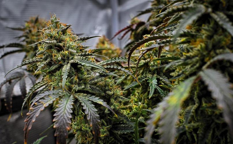 3 Bears OG | Mephisto Genetics. Week 11 - Day 72