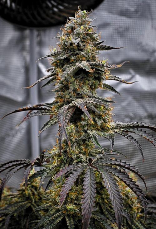 3 Bears OG | Mephisto Genetics. Week 11 - Day 72