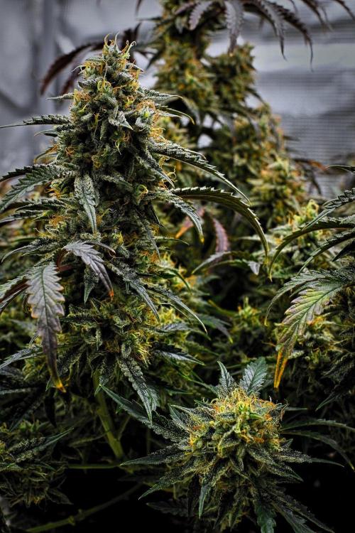 3 Bears OG | Mephisto Genetics. Week 11 - Day 72