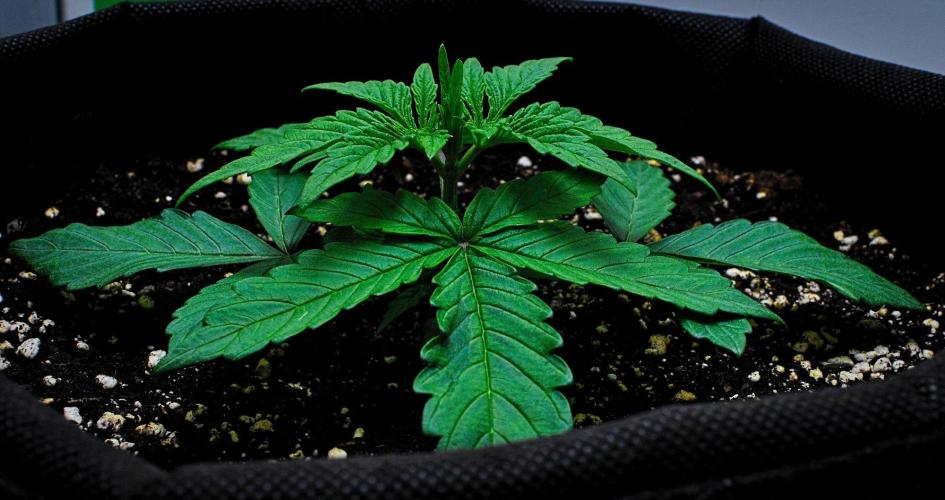 Jelly Donutz Auto. Week 3 - Day 15