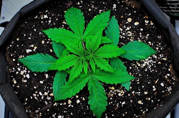 Jelly Donutz Auto. Week 3 - Day 15