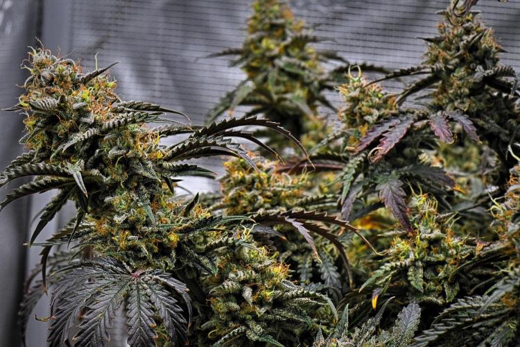 3 Bears OG | Mephisto Genetics. Week 11 - Day 73