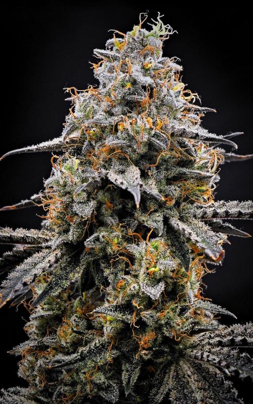 3 Bears OG | Mephisto Genetics. Week 11 - Day 74