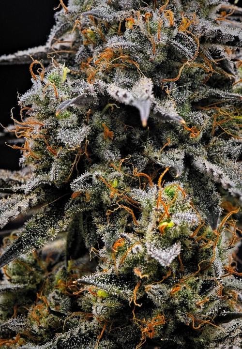 3 Bears OG | Mephisto Genetics. Week 11 - Day 74