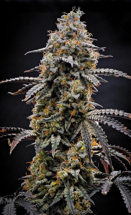 3 Bears OG | Mephisto Genetics. Week 11 - Day 74