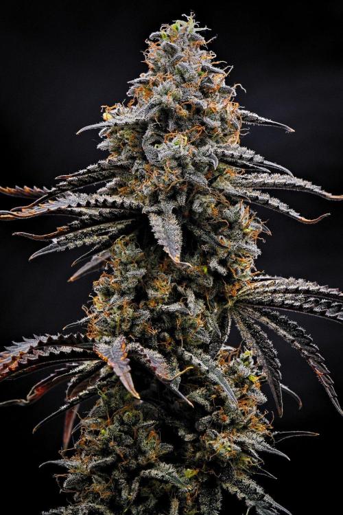 3 Bears OG | Mephisto Genetics. Week 12 - Day 75