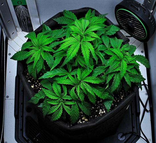 Jelly Donutz Auto. Week 4 - Day 26