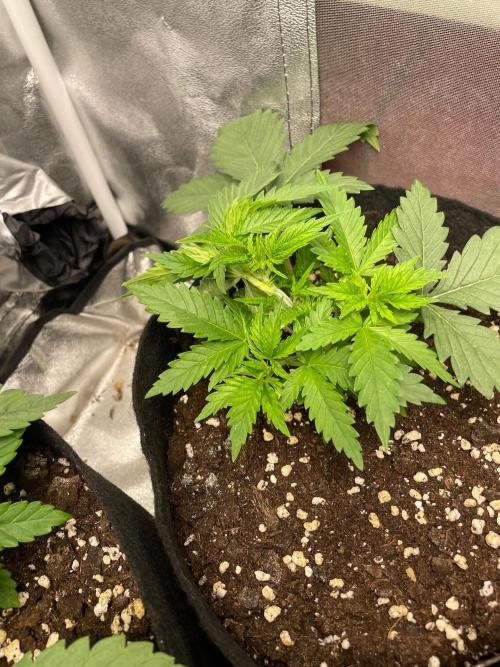 Chocolate Rainbow XXL Fem. Week 3