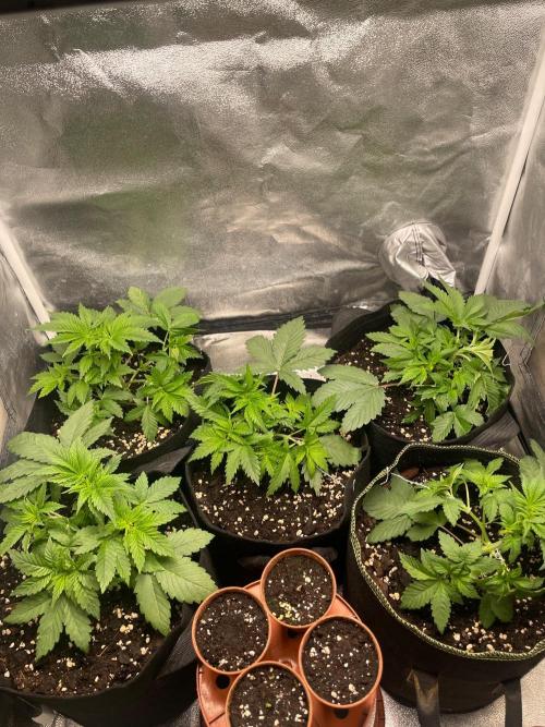 Rainbow xxl. Week 3 - They did a Jump since yesterday so I gave them they‘re Directon and a cut 