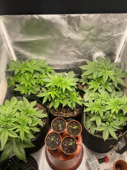 Rainbow xxl. Week 3 - Things gettin bigger 