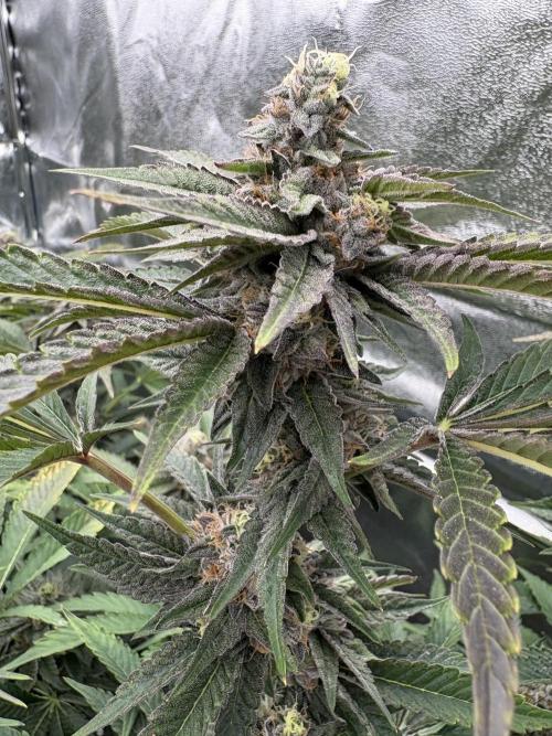 Red Velvet runtz. Week 7