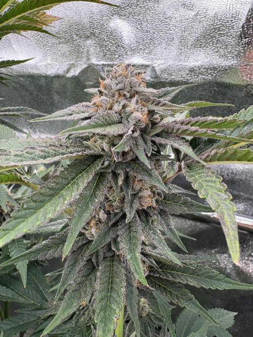 Red Velvet runtz. Week 7