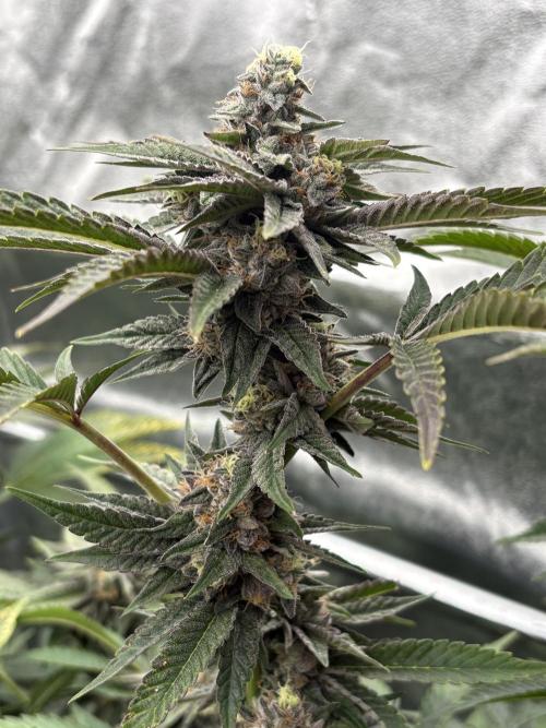 Red Velvet runtz. Week 7