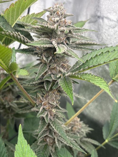 Zerealz by terphogz. Week 9