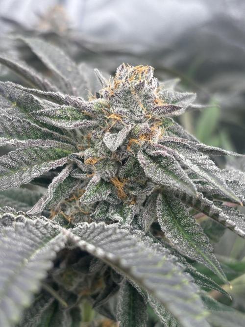 Zerealz by terphogz. Week 9