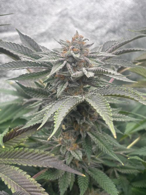 Zerealz by terphogz. Week 9