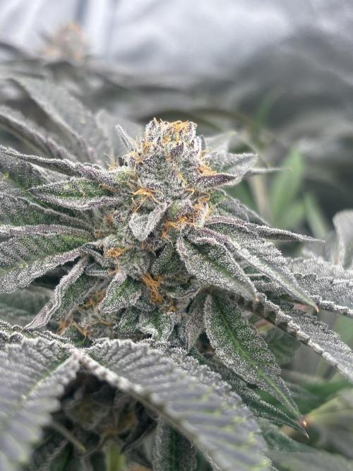 Zerealz by terphogz. Week 9