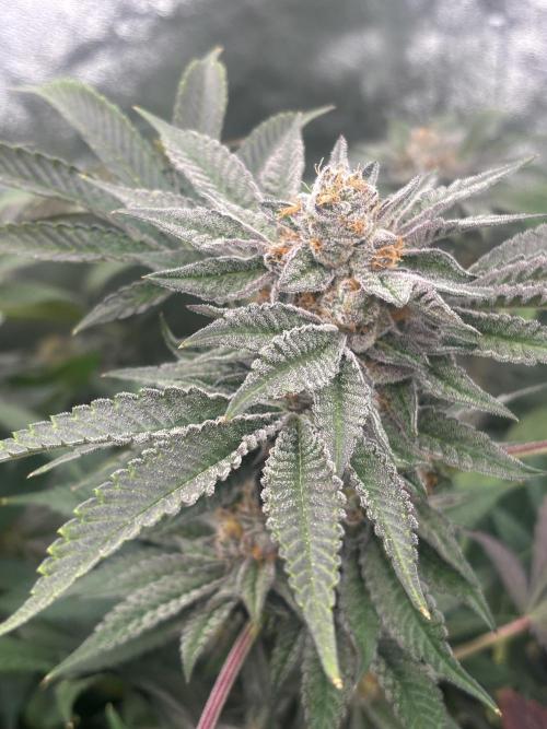 Zerealz by terphogz. Week 9