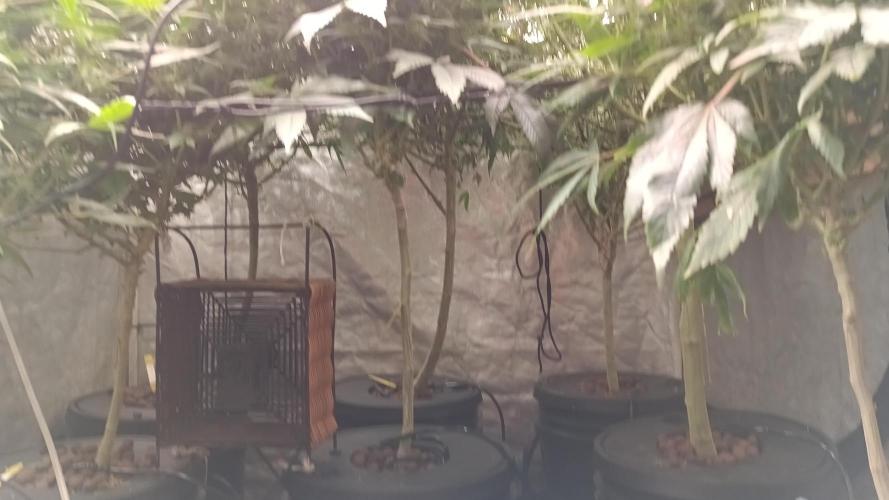 Reviviendo regalos! Hubo plagas en tierra casi mueren , cambio a hidroponico , primeros auxilios