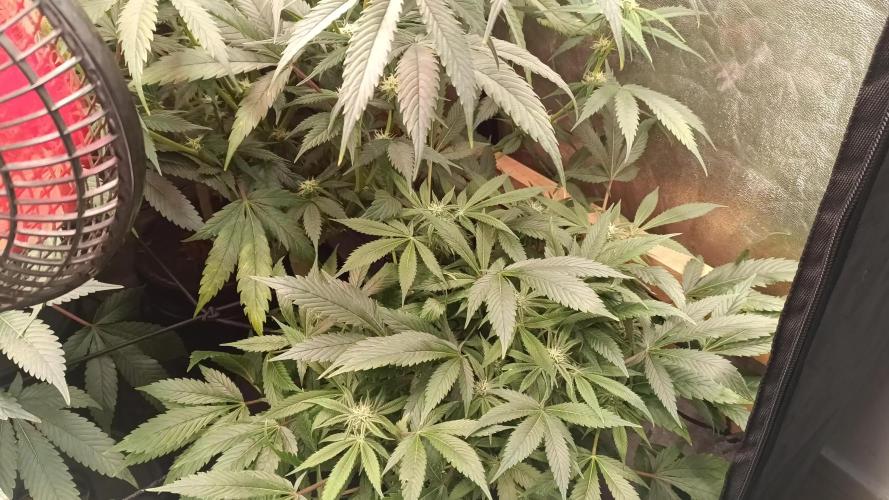 Reviviendo regalos! Hubo plagas en tierra casi mueren , cambio a hidroponico , primeros auxilios