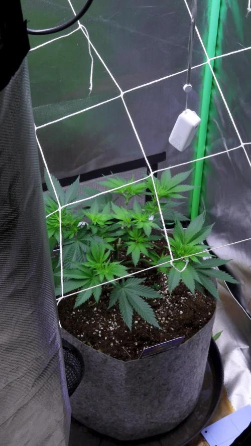 Runtz Fem. Zamnesia Eternity Grow Cup 2025