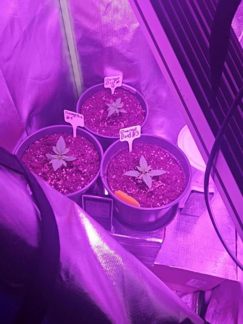DP Orange Bud