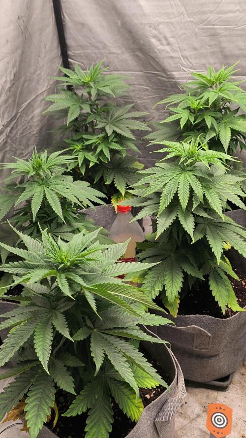 Purple Kush