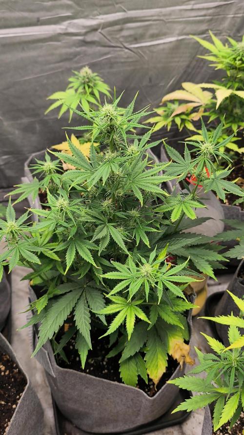 GingerPunchAuto