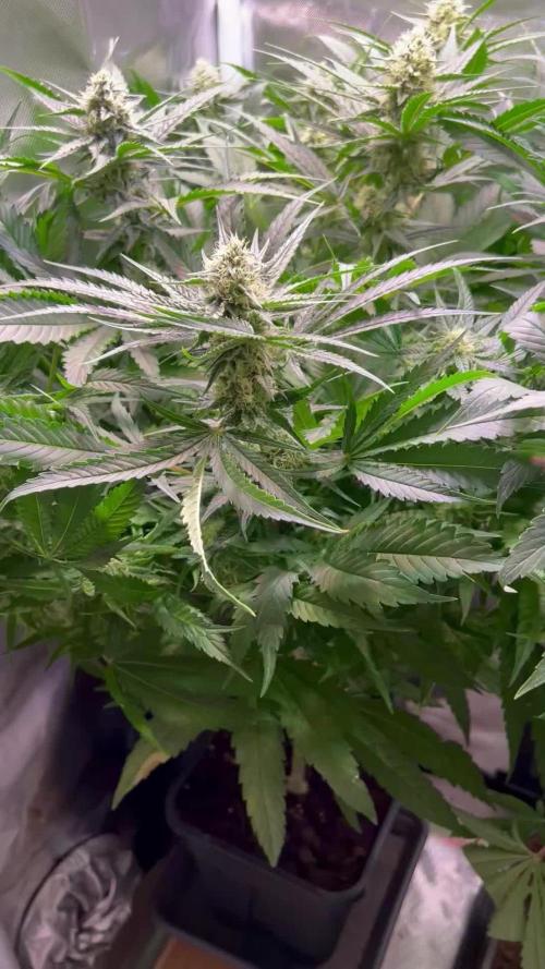Sweet Cherry Kush - Sensi Seeds