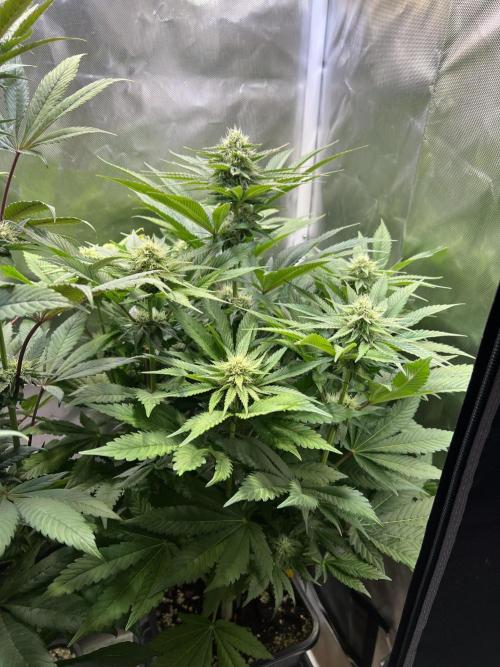 Mona Lisa - T.H.Seeds. Week 8